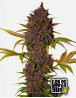 LSD-25 Auto (Fast Buds) - Comprar Semillas Baratas en SLC