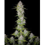 Orange Sherbet Auto (Fast Buds) - Semillas e Información - SLC