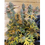 Orange Sherbet Auto (Fast Buds) - Semillas e Información - SLC