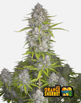 Orange Sherbet Auto (Fast Buds) - Semillas e Información - SLC