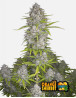 Orange Sherbet Auto (Fast Buds) - Semillas e Información - SLC