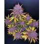 Purple Lemonade Auto (Fast Buds) - Marihuana Morada y Productiva - SLC