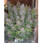 Purple Lemonade Auto (Fast Buds) - Marihuana Morada y Productiva - SLC