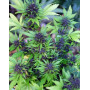 Purple Lemonade Auto (Fast Buds) - Marihuana Morada y Productiva - SLC