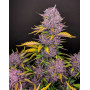 Purple Lemonade Auto (Fast Buds) - Marihuana Morada y Productiva - SLC