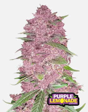 Purple Lemonade Auto (Fast Buds) - Marihuana Morada y Productiva - SLC