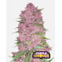Purple Lemonade Auto (Fast Buds) - Marihuana Morada y Productiva - SLC