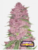 Purple Lemonade Auto (Fast Buds) - Marihuana Morada y Productiva - SLC