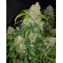Zkittlez Z Auto (Fast Buds) - Semillas Originales y Baratas - SLC