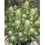 Zkittlez Z Auto (Fast Buds) - Semillas Originales y Baratas - SLC