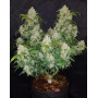 Zkittlez Z Auto (Fast Buds) - Semillas Originales y Baratas - SLC