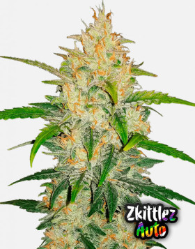 Zkittlez Z Auto (Fast Buds) - Semillas Originales y Baratas - SLC