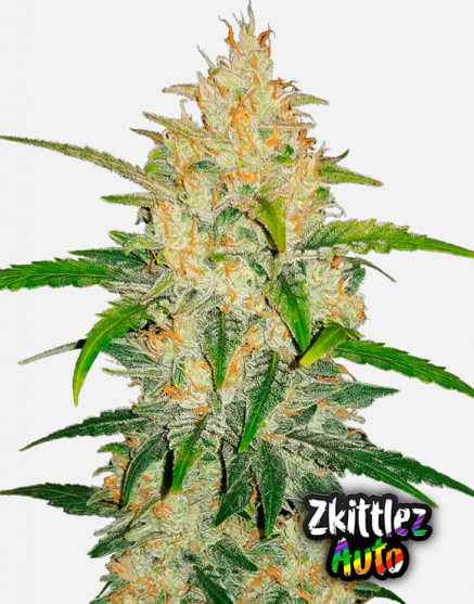 Zkittlez Z Auto (Fast Buds) - Semillas Originales y Baratas - SLC