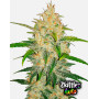 Zkittlez Z Auto (Fast Buds) - Semillas Originales y Baratas - SLC