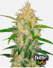 Zkittlez Z Auto (Fast Buds) - Semillas Originales y Baratas - SLC