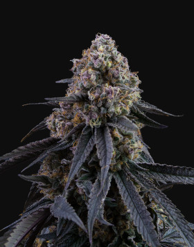 Mimosa Punch de Gea Seeds - 1€ la semilla - SemillasLowCost
