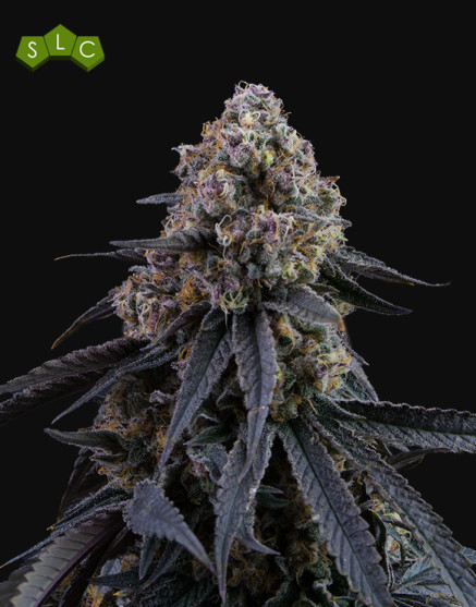 Mimosa Punch de Gea Seeds - 1€ la semilla - SemillasLowCost