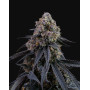 Mimosa Punch de Gea Seeds - 1€ la semilla - SemillasLowCost