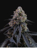 Mimosa Punch de Gea Seeds - 1€ la semilla - SemillasLowCost