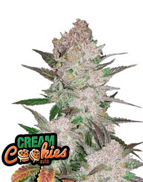 Cream Cookies Auto - Fast Buds 42 - OFERTA SemillasLowCost