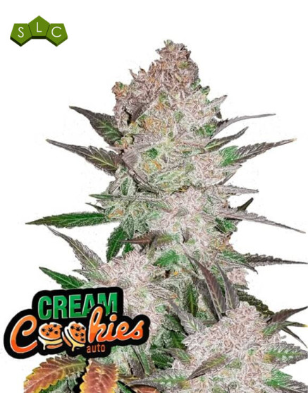Cream Cookies Auto - Fast Buds 42 - OFERTA SemillasLowCost