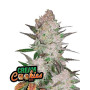 Cream Cookies Auto - Fast Buds 42 - OFERTA SemillasLowCost