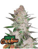 Cream Cookies Auto - Fast Buds 42 - OFERTA SemillasLowCost