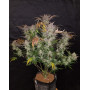 Cream Cookies Auto - Fast Buds 42 - OFERTA SemillasLowCost