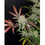 Cream Cookies Auto - Fast Buds 42 - OFERTA SemillasLowCost