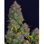 Cream Cookies Auto - Fast Buds 42 - OFERTA SemillasLowCost