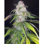 Wild Thailand - Semilla 100% Sativa tailandesa | SemillasLowCost