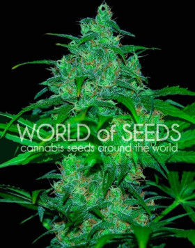 Wild Thailand - Semilla 100% Sativa tailandesa | SemillasLowCost