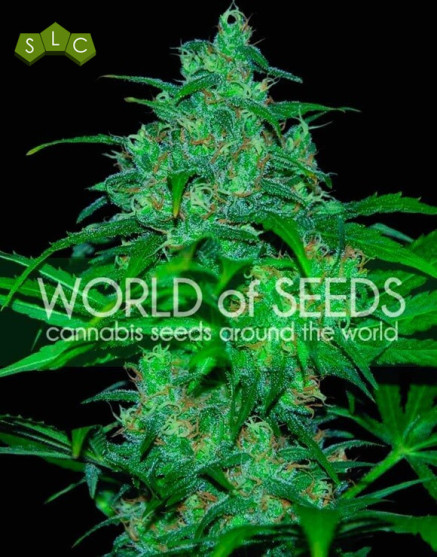 Wild Thailand - Semilla 100% Sativa tailandesa | SemillasLowCost