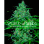 Wild Thailand - Semilla 100% Sativa tailandesa | SemillasLowCost