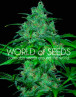 Wild Thailand - Semilla 100% Sativa tailandesa | SemillasLowCost