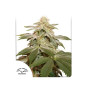 Semillas Sugar Bomb Punch - OFERTA - SemillasLowCost