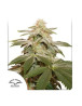 Semillas Sugar Bomb Punch - OFERTA - SemillasLowCost