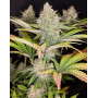 Semillas Sugar Bomb Punch - OFERTA - SemillasLowCost
