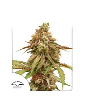Marihuana Tangie Feminizada - Semillas baratas - SemillasLowCost