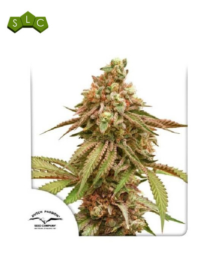 Tropical Tangie - Dutch Passion Feminizada