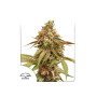 Marihuana Tangie Feminizada - Semillas baratas - SemillasLowCost