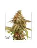 Marihuana Tangie Feminizada - Semillas baratas - SemillasLowCost