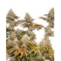 Marihuana Tangie Feminizada - Semillas baratas - SemillasLowCost