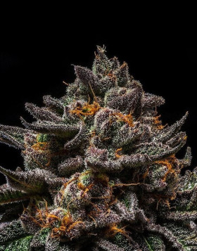 Semillas Brain Cake - Ripper Seeds | Mejor Precio