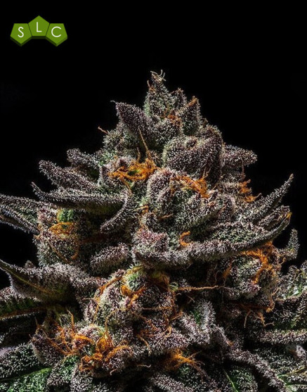 Semillas Brain Cake - Ripper Seeds | Mejor Precio