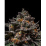 Semillas Brain Cake - Ripper Seeds | Mejor Precio