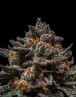 Semillas Brain Cake - Ripper Seeds | Mejor Precio