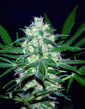Semillas Pakistan Valley - 100% indica - World Of Seeds