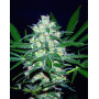 Semillas Pakistan Valley - 100% indica - World Of Seeds