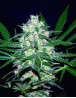 Semillas Pakistan Valley - 100% indica - World Of Seeds